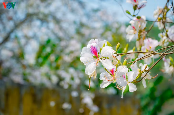 Những ngày này, khi lên Tây Bắc du khách đều có thể dễ dàng bắt gặp những cây hoa Ban ở khắp mọi nơi.