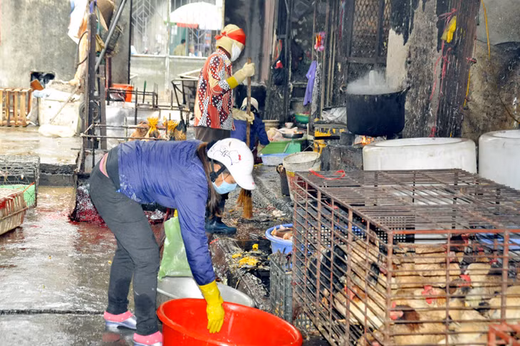 Hoạt động giết mổ gia cầm tại chợ Trung tâm Cẩm Phả (TP Cẩm Phả) vẫn diễn ra hàng ngày.