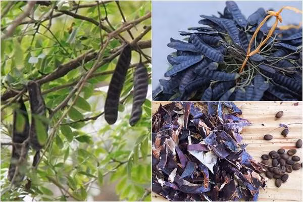 Đốt bồ kết xông khói để khử trùng, trị cảm mạo, nghẹt mũi.