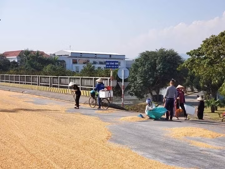A1_lực lượng chức năng đã vận động người dân quanh khu vực khẩn trương hỗ trợ chủ xe quét, thu gom toàn bộ số ngô bị rơi vãi ra đường