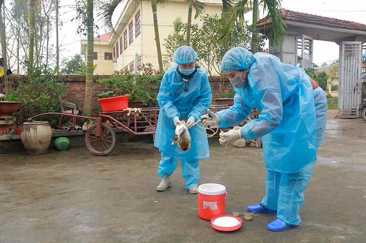 Cán bộ thú y xã Đông Hải, huyện Tiên Yên tiêm vắc xin cho đàn gia cầm cho gia đình hộ chăn nuôi (Ảnh: Xuân Thao, Trung tâm TT-VH Tiên Yên.)