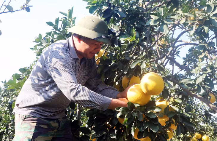 Mô hình trồng bưởi Diễn của ông Nguyễn Văn Hạnh, thôn Đồng Ý, xã Việt Dân (Đông Triều).