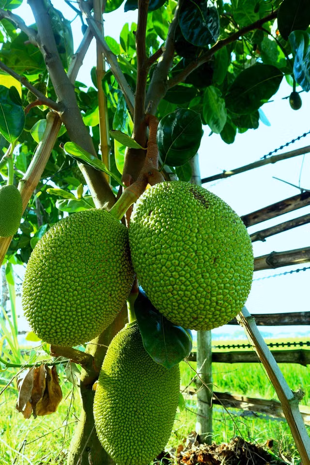 Năm 2016, anh Nguyễn Tổng (quê Đồng Nai), chị Hồ Thị Lộc và anh Hồ Đình Hải (ở xã Đại Minh) đã mạnh dạn đứng ra ký hợp đồng thuê dài hạn 5ha đất trồng lúa kém hiệu quả của nông dân trên cánh đồng thôn Đông Gia, nay là thôn Gia Huệ, Đại Minh với ý tưởng trồng cây ăn quả