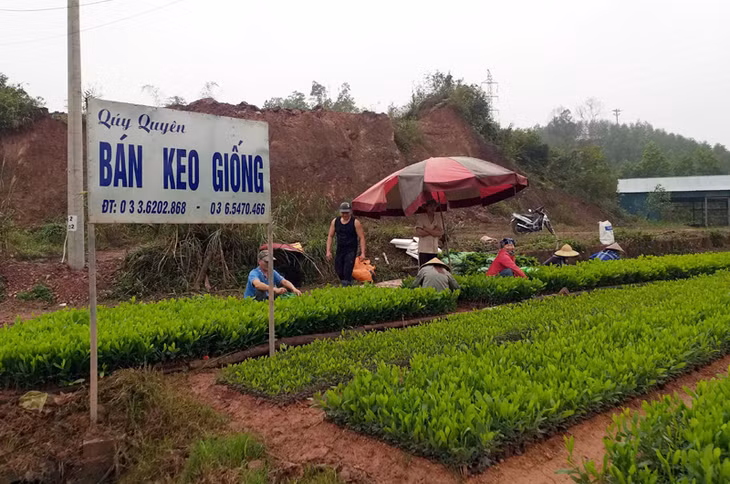 Nông dân xã Hải Lạng chuẩn bị cây keo giống để phát triển rừng cây lấy gỗ. Ảnh chụp ngày 5/1/2020