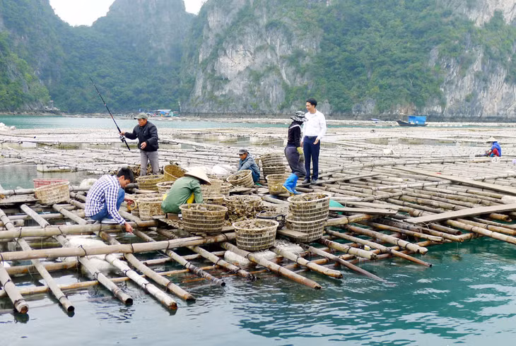 Nhờ vốn vay từ ngân hàng chính sách xã hội, nhiều hộ gia đình ở Vân Đồn đã phát triển những mô hình kinh tế hiệu quả. 