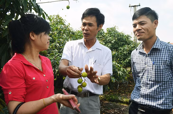 Lãnh đạo phường Phương Nam cam kết đảm bảo hỗ trợ tối đa cho các hộ thu mua vài chín sớm Phương Nam.
