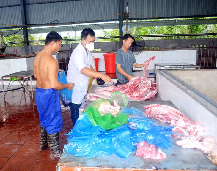 Cán bộ Trung tâm Dịch vụ kỹ thuật nông nghiệp TP Uông Bí lăn dấu kiểm dịch thịt lợn tại cơ sở giết mổ tập trung của Công ty TNHH Thực phẩm Vang Thanh Dương.
