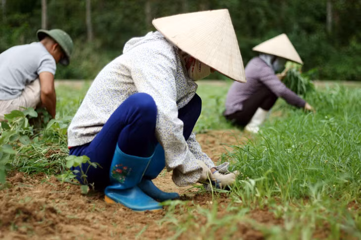 Công nhân Công ty CP TERRANIQUE chăm sóc vườn rau hữu cơ trong trang trại. (Ảnh do đơn vị cung cấp)