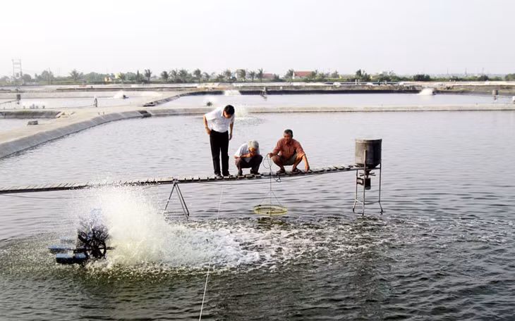 Nuôi tôm thẻ chân trắng theo hình thức công nghiệp tại phường Hải Hoà (TP Móng Cái).