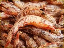Tôm sắt.jpg