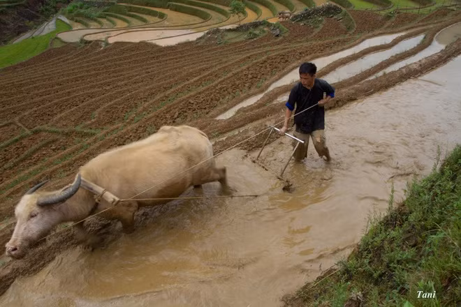 Do thiếu đất bằng để canh tác, đồng bào H'Mông, Thái ở Mù Cang Chải phải vỡ đất ở lưng chừng núi để cấy lúa. Họ tận dụng những cơn mưa rào đầu tiên của mùa hạ và nắng chưa kịp gay gắt để dẫn nước về các thửa ruộng.