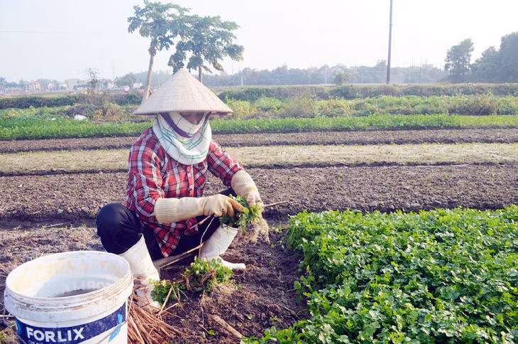 Theo quy định, các hộ gia đình sản xuất ban đầu nhỏ lẻ phải thực hiện ký cam kết sản xuất ATTP. Trong ảnh: Thu hoạch rau trồng của một hộ gia đình ở khu Kim Lăng, phường Cộng Hoà (TX Quảng Yên).