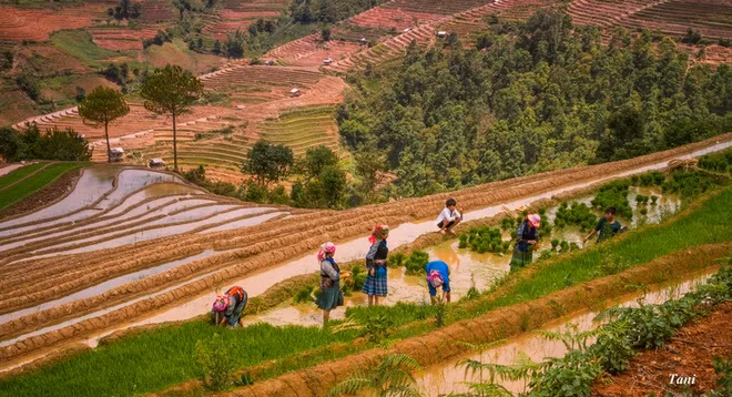 Khi nước đổ xong, đồng bào dân tộc H'Mông cũng bắt đầu xuống ruộng cấy cày. Họ thể hiện tình đoàn kết bằng việc tập hợp một nhóm người chung sức cấy từ nhà này sang nhà khác.