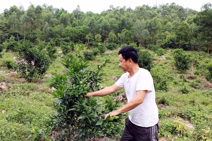 Nhờ sự hỗ trợ thiệt hại của Nhà nước, gia đình ông Phạm Quốc Việt, thôn Nà Sắn đã trồng mới được hơn 500 cây cam. 