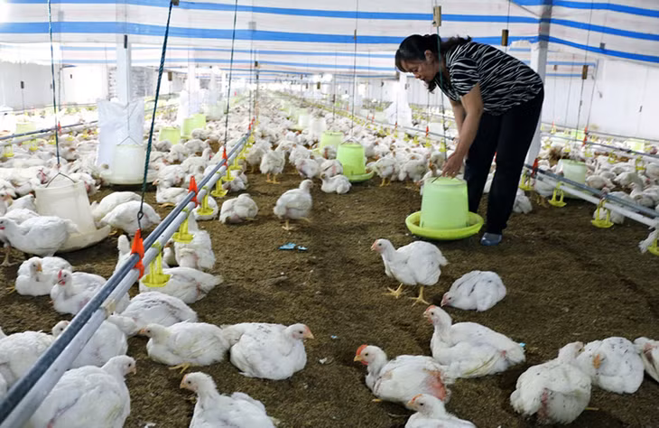 Trang trại nuôi gà của bà Vũ Thị Thái (phường Hà An, TX Quảng Yên), trung bình mỗi năm xuất ra thị trường gần 600 tấn gà thịt.