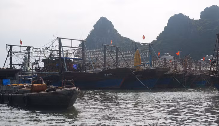 Nhiều tàu cá của ngư dân Vân Đồn đã ngừng ra khơi, trở về để cho các cử tri chuẩn bị bỏ phiếu.