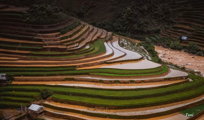 Mùa nước đổ ở Mù Cang Chải kéo dài từ tháng 5 đến hết tháng 6. Bạn có thể tới đây bằng xe khách hoặc xe máy theo hướng Hà Nội - Than Uyên (Lai Châu).