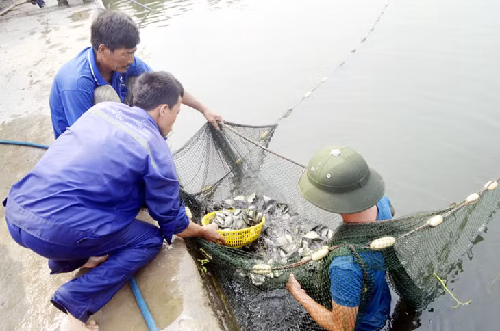 Thu hoạch cá rô phi giống tại hộ bà Ngô Thị Sinh, thôn Nội Hoàng Đông, xã Hoàng Quế.