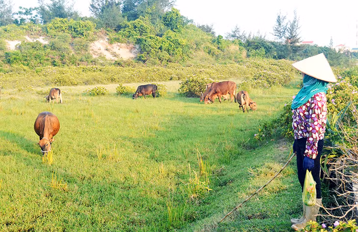 Được hỗ trợ đôi bò giống, gia đình bà Nguyễn Thị Cấn, thôn Hải Tiến, xã Đồng Tiến, huyện Cô Tô nhân lên thành đàn bò và đã thoát nghèo từ năm 2015.