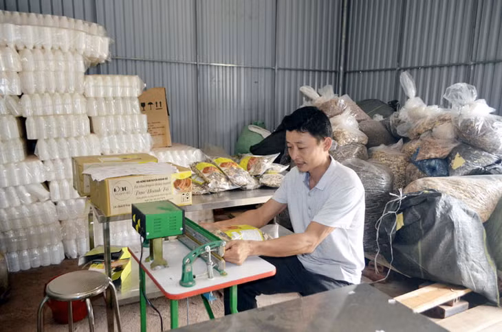 Đóng gói sản phẩm lá tắm người Dao tại HTX Quế Sơn, xã Đồng Sơn.