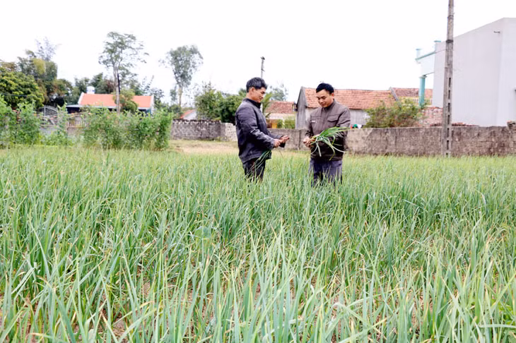 Diện tích canh tác tỏi tím ở thôn 1, xã Vĩnh Thực, TP Móng Cái.