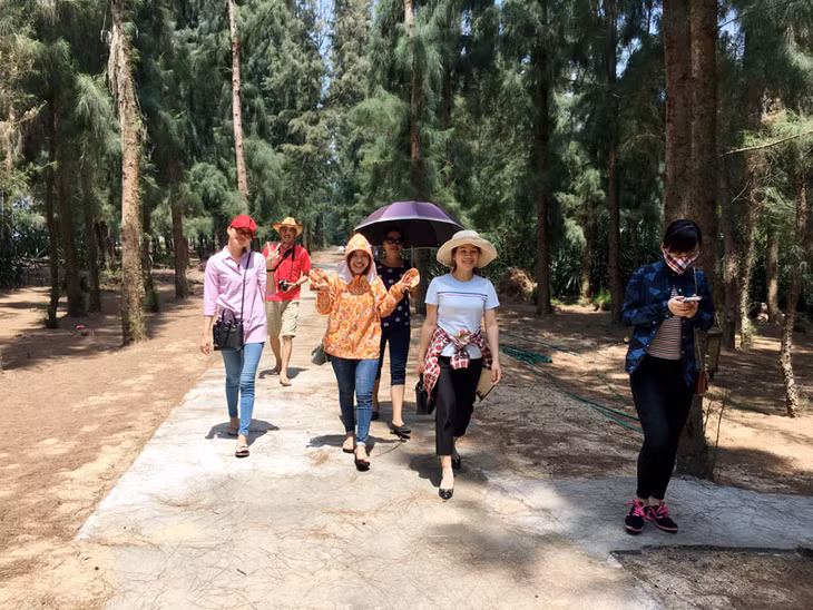 Con đường dạo trong rừng thông ven bãi biển Đầu Rồng.