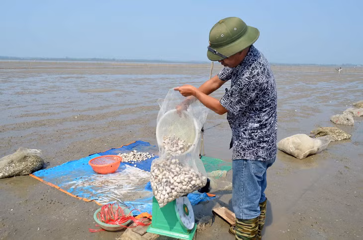 Thu hoạch nghêu tại xã Phú Hải.
