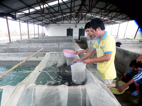 Sản xuất cá song giống tại Công ty CP Đầu tư và Phát triển thuỷ sản Bắc Việt (Đầm Hà).