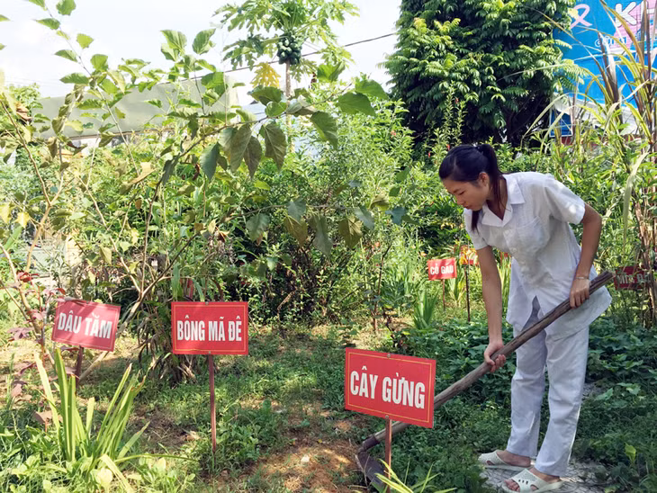 Cán bộ Trạm Y tế thị trấn Bình Liêu (huyện Bình Liêu) chăm sóc vườn thuốc nam tại Trạm.