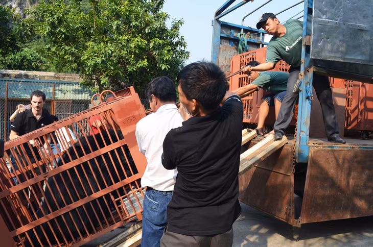 Quy trình vận chuyển cá thể gấu về Tam Đảo được các đơn vị chức năng thực hiện đảm bảo an toàn