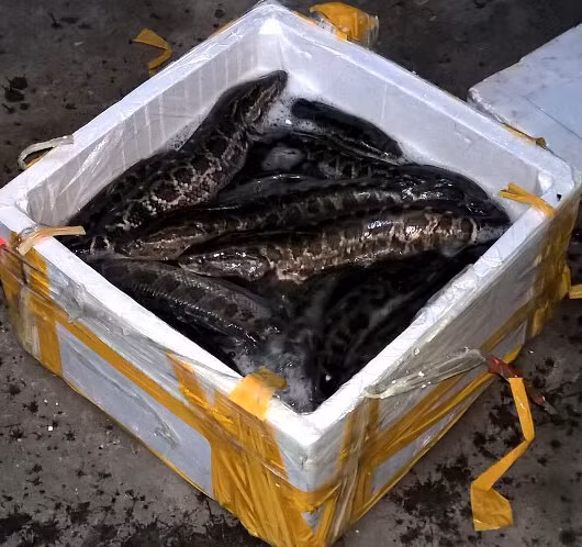 Một lô hàng lậu bị phát hiện bắt giữ.
