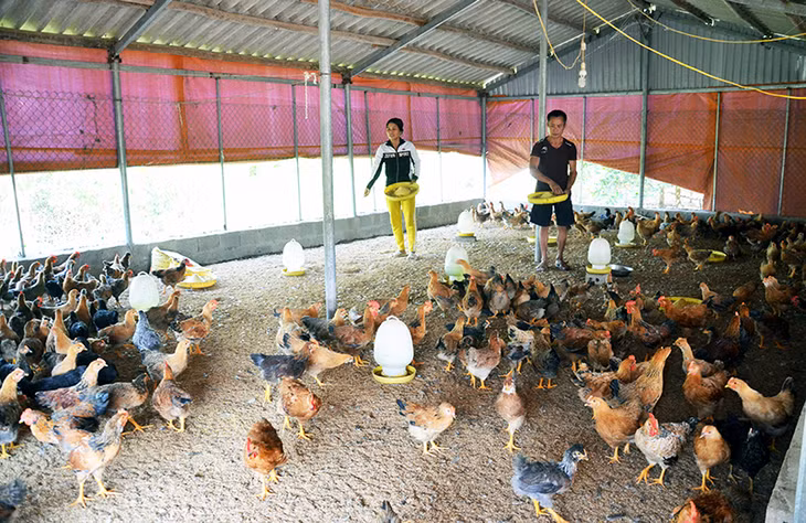 Trang trại gà của gia đình ông Nguyễn Văn Quyền (thôn Hà Giàn, xã Đông Ngũ, huyện Tiên Yên).