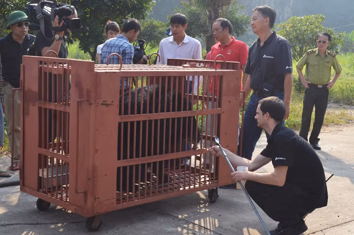 Chăm sóc gấu trước khi di chuyển