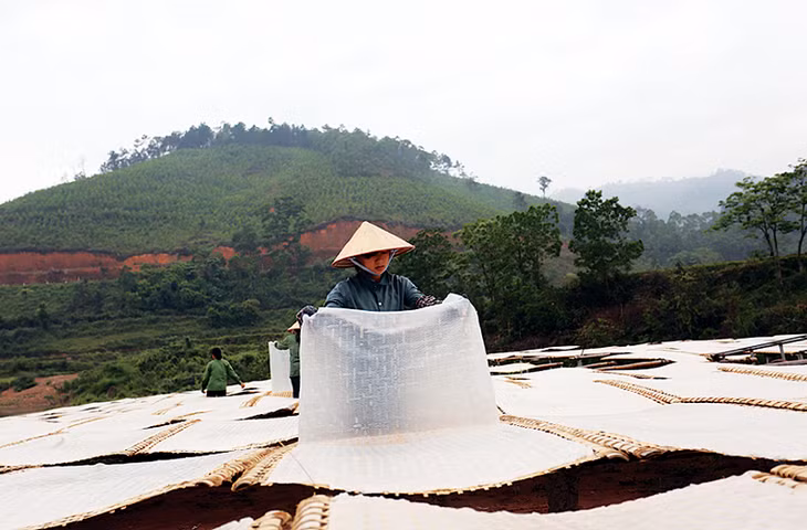 Miến dong đã trở thành sản phẩm nông sản chủ lực của Bình Liêu với thương hiệu vươn xa ngoài thị trường Quảng Ninh.