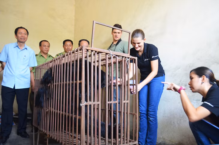 Cá thể gấu nuôi nhốt cuối cùng trên địa bàn tỉnh Quảng Ninh được di chuyển về Tam Đảo