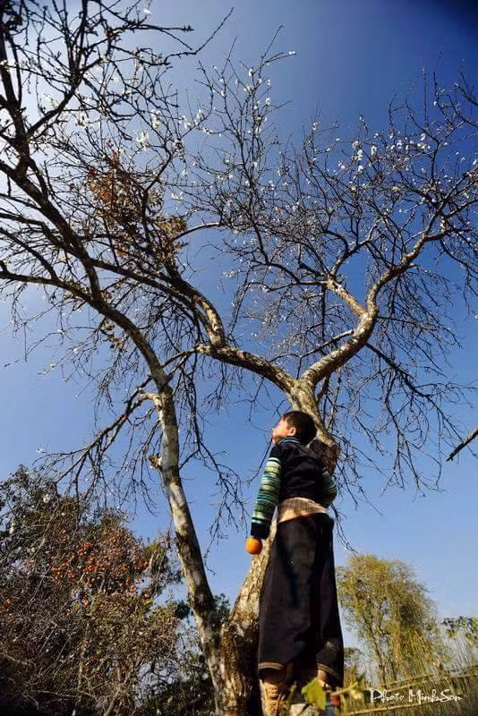 Thời điểm này cũng là mùa hoa mơ, hoa mận và đào rừng bung nở, báo hiệu mùa xuân đang về trên rẻo cao.