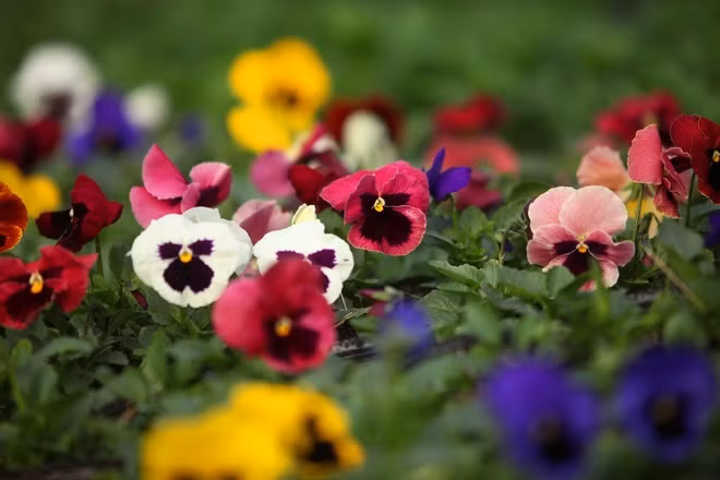 Hoa pansy có rất nhiều màu khác nhau, giá bán dao động từ 10.000 đến 15.000 đồng một chậu nhỏ.