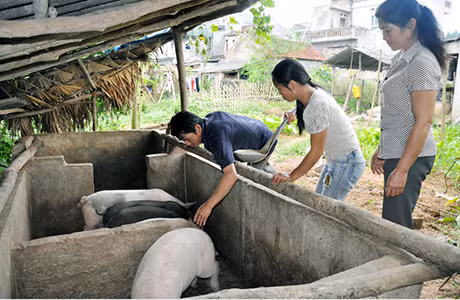 Một hộ gia đình dân tộc thiểu số ở xã Đồn Đạc, huyện Ba Chẽ được Hội Phụ nữ TP Hạ Long hỗ trợ lợn giống để phát triển chăn nuôi đã vươn lên thoát nghèo.
