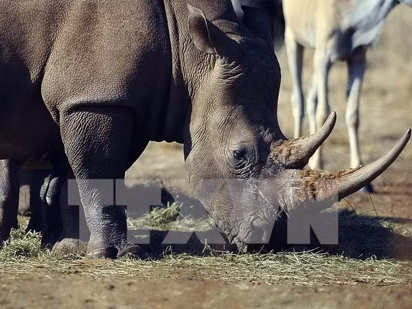 Tê giác tại khu Bảo tồn Thiên nhiên Tê giác và Sư tử ở Krugersdorp, phía bắc Johannesburg (Nam Phi). (Nguồn: AFP/TTXVN)