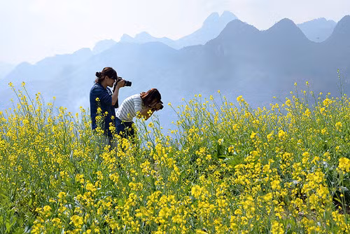 Vào thời gian này, rất nhiều người đã lặn lội tới miền đất hứa ấy để tìm cho mình những khoảnh khắc ưng ý nhất. So với những bông cải trắng đã quen thuộc, cải vàng ở đây chính là nét chấm phá đầy mới mẻ và lạ lẫm.