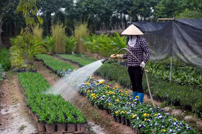 Đất trồng hoa ở xã giờ không còn nhiều nên người dân phải trồng với mật độ cao để tận thu. Đối với các giống hoa nhập khẩu phải được tưới nước thường xuyên để giữ độ ẩm.