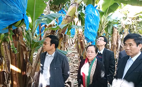 Đoàn công tác thăm trang trại chuối 46 ha, năng suất 60 tấn/ha, với 10 lao động.