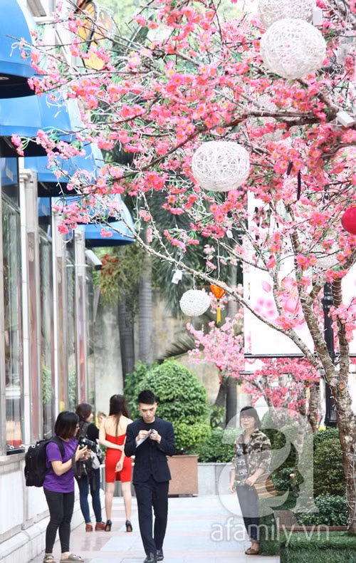 Những chậu hoa lớn đặc biệt là hoa đào của miền Bắc trước cổng trung tâm thương mại Diamond Plaza trên đường Lê Duẩn (Q.1) thu hút sự chú ý của tất cả mọi người.