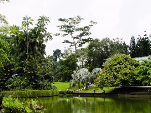 Botanic Gardens là một trong những điểm tham quan miễn phí tuyệt đẹp ở Singapore.