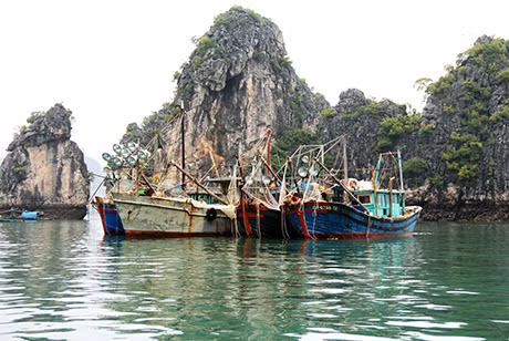 Đội tàu đánh bắt cá trên biển. (Ảnh minh hoạ)