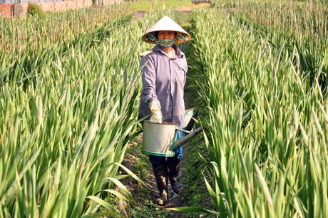 Nông dân làng hoa Đồng Chè chăm sóc hoa Tết.