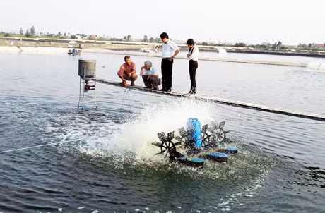 Nuôi tôm theo mô hình VietGAP tại phường Hải Hoà, TP Móng Cái.