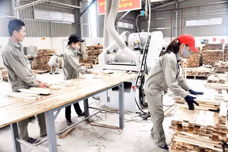 Sản xuất gỗ tại Nhà máy chế biến gỗ Thanh Lâm xã Tân Bình (Đầm Hà). Ảnh: Trung Thành