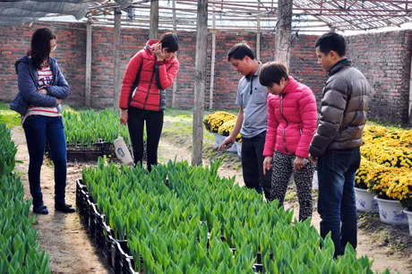 Thời gian này nhiều người đã đến đặt mua cả luống hoa.