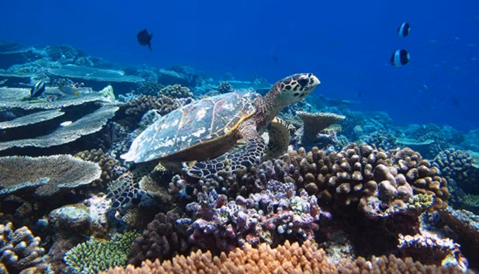 Tháng 8 - thăm thú Maldives. Tháng 8 không phải mùa du lịch ở đây nên giá dịch vụ giảm từ 30 - 40%. Thăm quan đáy biển, tắm biển và vui chơi trong các địa điểm giải trí là những điểm thú vị ở đây. Tuy nhiên, giá cả khá cao, gần 5.000 USD.